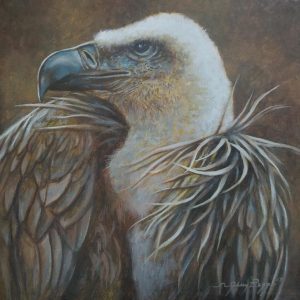 Long-Billed Vulture